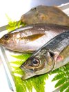 新鮮な地魚