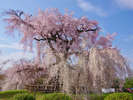 円山公園(徒歩15分)