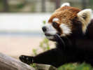 京都市動物園(ホテルより徒歩・バス約30分)