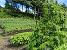【野菜収穫体験】7月〜8月開催
