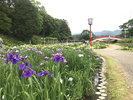 賀茂しょうぶ園