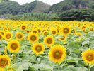 観光農園花ひろば