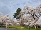 清滝小学校(ホテルから車で約5分):卒業生の植樹が70余年を経て見事な桜に