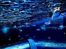 【海響館】まるで空を飛ぶように泳ぐ、ペンギンたちの楽園へ。