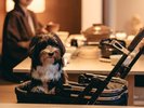 留狗留でわんちゃんと一緒にお食事