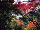 紅葉が広がる新宿御苑