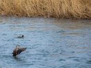 �y���ق���̕��i�z����̒��S�𗬂��Ґ�̂قƂ�ɘȂޗ��فB���ꍏ�ƕς�����̏�i���c