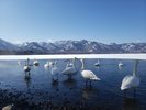 11月下旬から、湖が結氷するまでの間多くの白鳥が飛来します