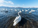 ホテル湖畔のすぐそばまで多くの白鳥が飛来します