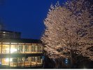 外観_夜桜