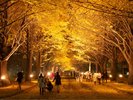 【当館から徒歩約30分】北海道大学