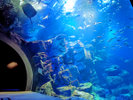 男鹿水族館GAO 大水槽