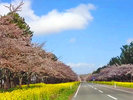 大潟村 菜の花ロード