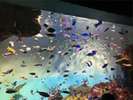 宮島水族館代表的な水生動物は約350種が展示されています。