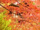 【秋の宮島散歩】秋の宮島は見所沢山!紅葉に秋旬味覚など目白押し!