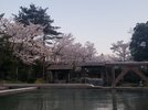 混浴露天風呂『田んぼの湯』春の夕暮れ