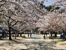【美観地区】酒津公園桜