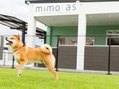 �� ���ӎ{�ݏЉ� �� ����E�h�b�O�P�A�E�h�b�O�������y���߂�umimoras�v