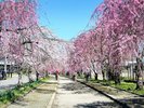 ■周辺観光/喜多方日中線のしだれ桜(開花時)