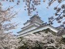 ■周辺観光/会津鶴ヶ城(桜開花時)
