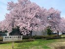 ■周辺観光/会津鶴ヶ城(桜開花時)