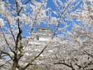 ■周辺観光/会津鶴ヶ城(桜開花時)