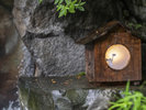 露天風呂イメージうさぎが隠れて餅つきをしております。。。探してみては?