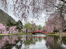 湯沢中央公園の桜:紅山桜(ベニヤマザクラ)280本を中心に約400本の桜を鑑賞できます。当館から車で約5分