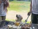 Enjoy BBQ with your dog