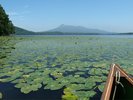 駒ケ岳 夏