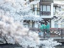 城崎温泉の桜並木は例年、3月下旬から4月上旬のお楽しみいただけます。