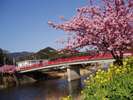 『河津桜』2月中旬～3月中旬が見頃です♪