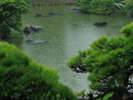 梅雨時期の松濤園はいつもとは違った魅力があります。