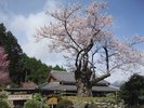エドヒガン桜(飯南)