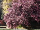 山茶花