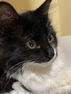 【さうなす看板猫 クロ♀】ふれあいたい方は受付まで。少し人見知りですが、とっても甘えん坊です♪