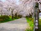 桜の名所 北上展勝地