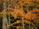 秋の時期、裏山の紅葉が美しく映えます