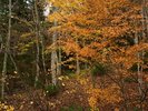 秋の時期、裏山の紅葉が美しく映えます