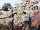 開成山大神宮【画像提供】郡山市観光協会