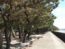 扇ヶ浜の松林