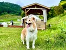 お部屋のお庭はノーリード