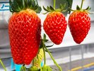 温泉水の熱で育てられたイチゴは当館ならでは!