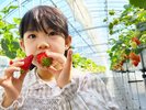温泉の熱源で育てたあま〜い苺は格別です★