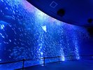 海の仲間に会いに行こう! 画像提供:名古屋港水族館