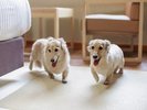 2026年4月11日から「亀の井ホテル 大和平群」は「わんわんパラダイス 奈良生駒」に生まれ変わりました