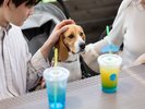 【わんちゃん同伴可!】RACHEL dog & cafe