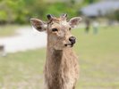 【わんちゃん同伴可!】奈良公園