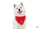 プラン特典 愛犬用クールバンダナ