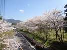 霧島高原では春になると桜が至るところで楽しめる